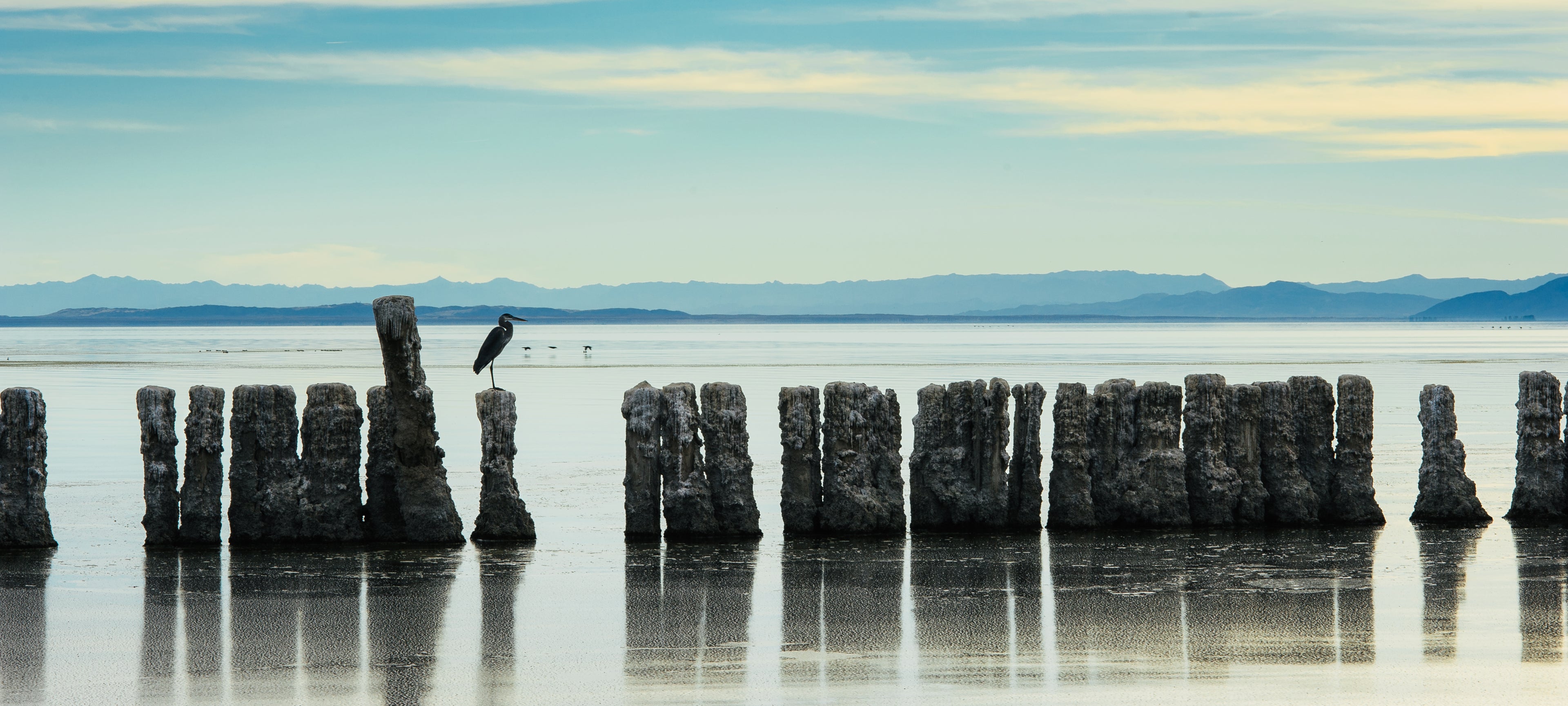 Perched. Salton Sea, CA
